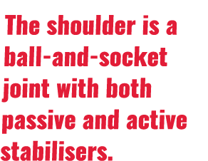 The shoulder is a ball-and-socket joint with both passive and active stabilisers  