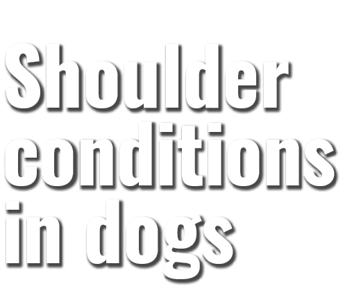 Shoulder conditions in dogs