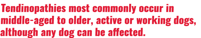 Tendinopathies most commonly occur in middle-aged to older, active or working dogs, although any dog can be affected 