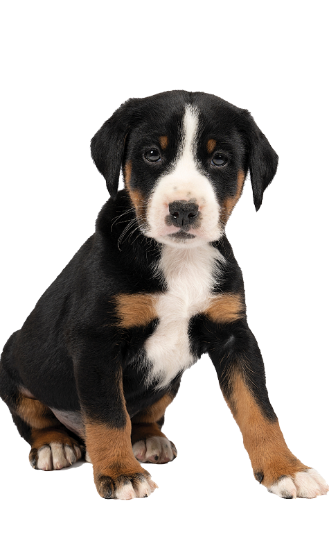 Portrait of a Appenzeller Mountain Sennen Dog pup sitting isolated against a white background