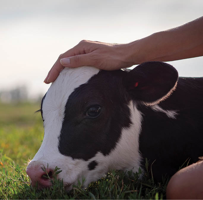 Authentic close up shot of young woman farmer hand is caressing  an ecologically grown newborn calf used for biological milk products industry on a green lawn of a countryside farm with a sun shining 