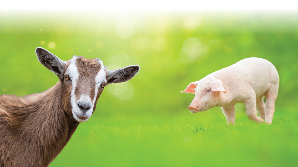 Young pig is standing on the green grass 