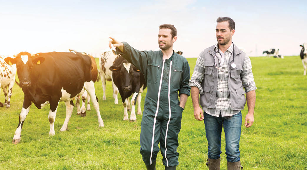 View of a Farmer and veterinary working together in a barn