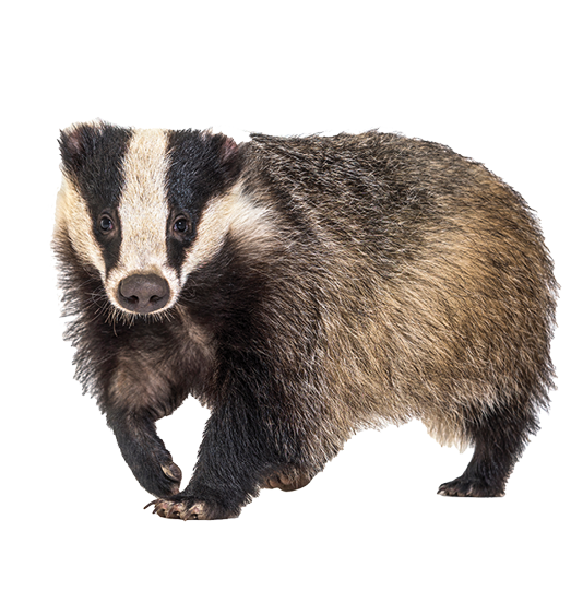 European badger walking towards the camera, six months old, isolated
