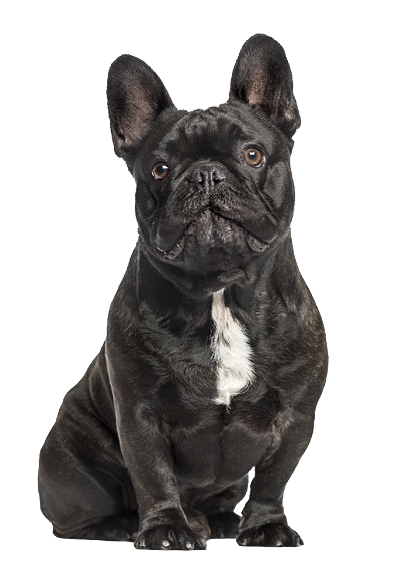 French bulldog sitting, isolated on white