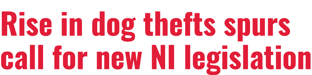 Rise in dog thefts spurs call for new NI legislation