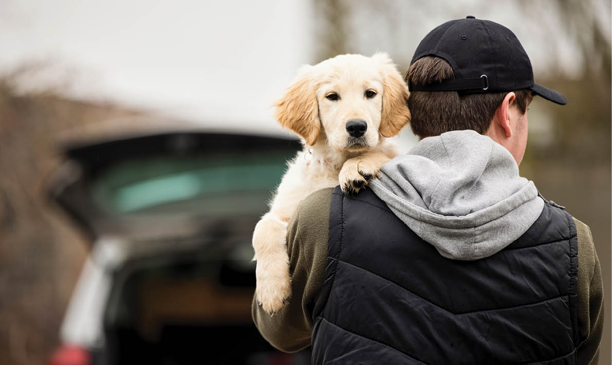 Male Criminal Stealing Or Dognapping Puppy During Health Lockdown