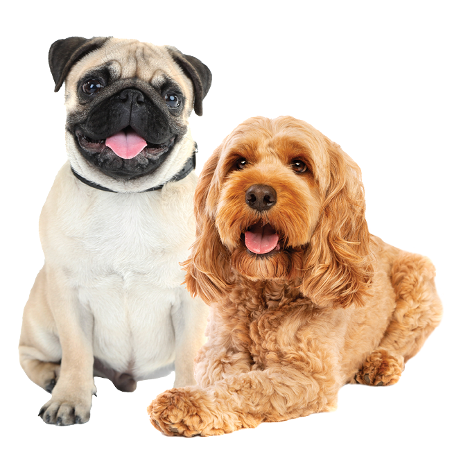 brown cockapoo dog in front of a white background