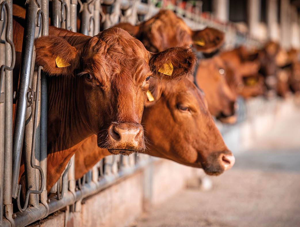 Bovine farm and group of Angus cows inside cowshed.