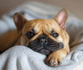 French bulldog lying comfortably and happy