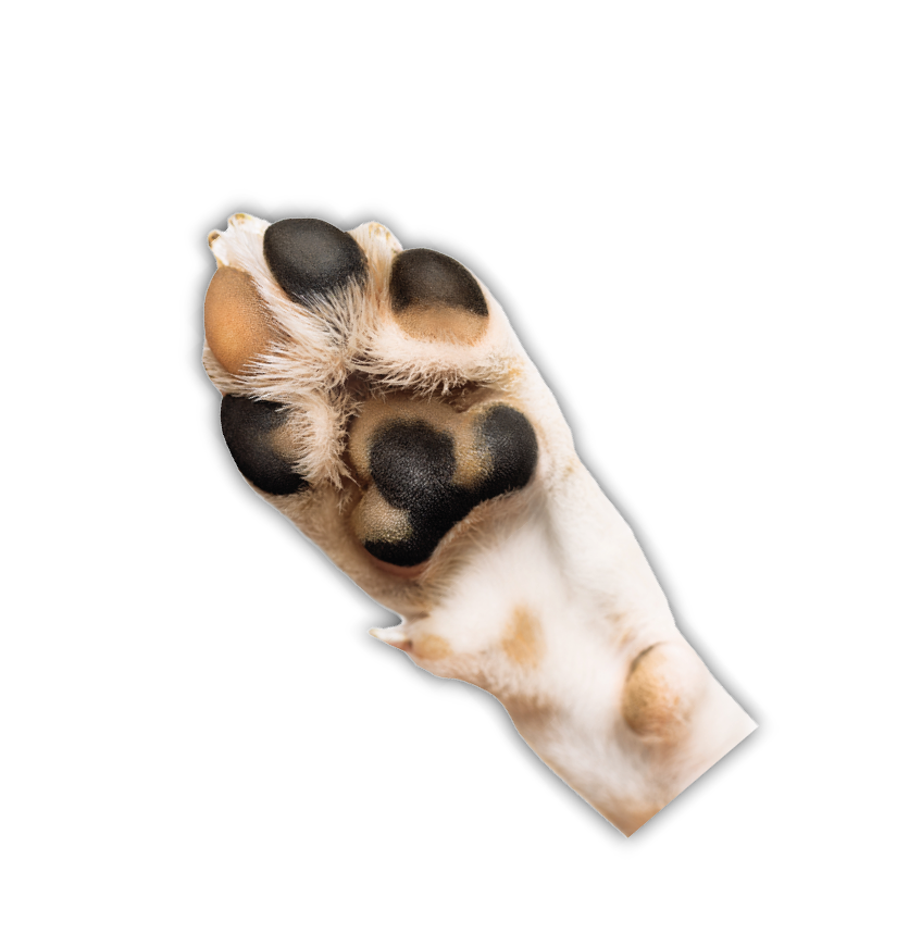 Close up of dog's paw on the white background . Adoption and love of animals concepts.