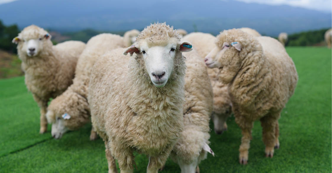 The sheep are staring directly at the camera, while behind them, the mountains rise magnificently.