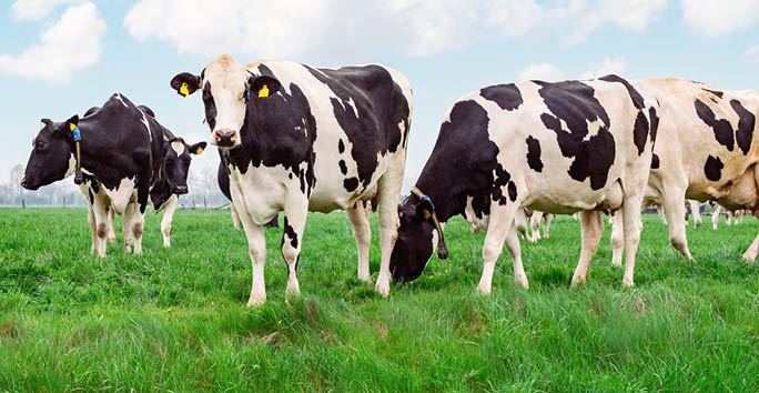 A herd of Holstein cows grazes on lush green grass in an open field under a partly cloudy sky on a dairy farm.