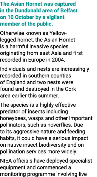 The Asian Hornet was captured in the Dundonald area of Belfast on 10 October by a vigilant member of the public. Othe...