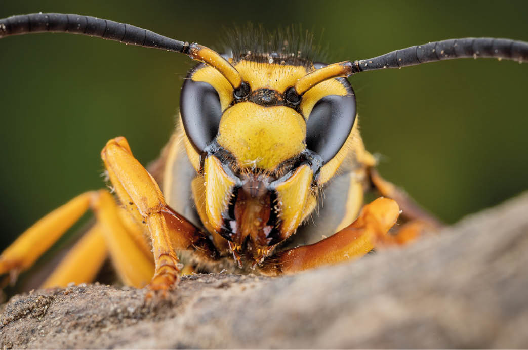 asian hornet up close and personal