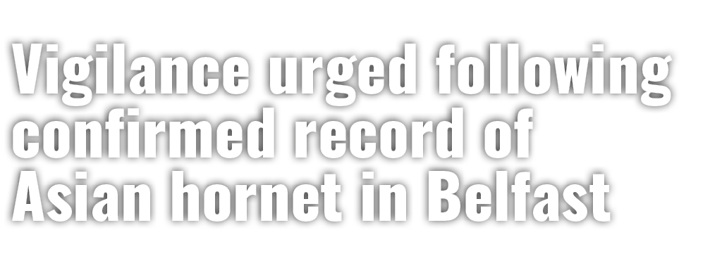 Vigilance urged following confirmed record of Asian hornet in Belfast 