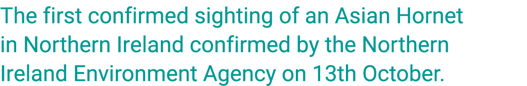 The first confirmed sighting of an Asian Hornet in Northern Ireland confirmed by the Northern Ireland Environment Age...