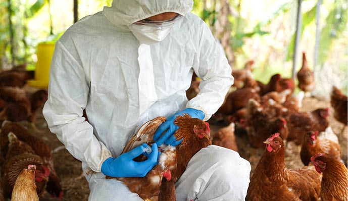 Bird flu, Veterinarians vaccinate against diseases in poultry such as farm chickens, H5N1 H5N6 Avian Influenza (HPAI), which causes severe symptoms and rapid death of infected poultry.