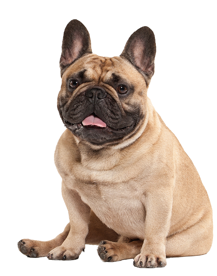 French bulldog puppy on white background