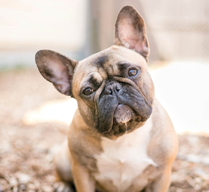 A cute fawn colored French Bulldog