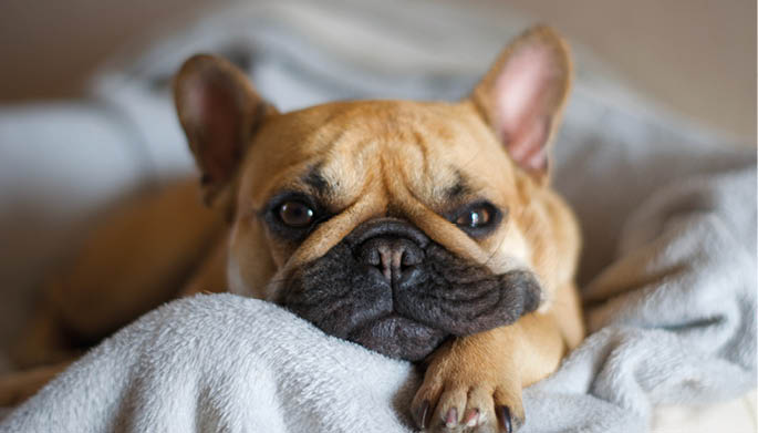 French bulldog lying comfortably and happy