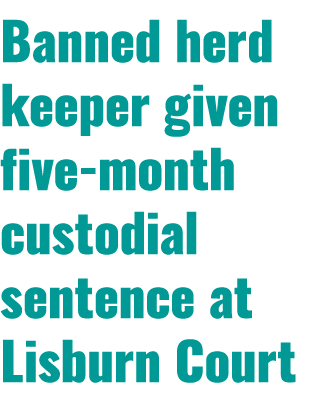 Banned herd keeper given five month custodial sentence at Lisburn Court 