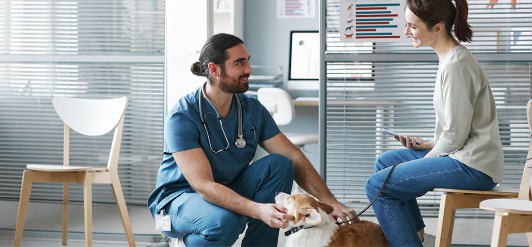 Young veterinarian doctor in blue uniform talking to female owner of welsh pembroker corgi pet while cuddling cute dog in clinics