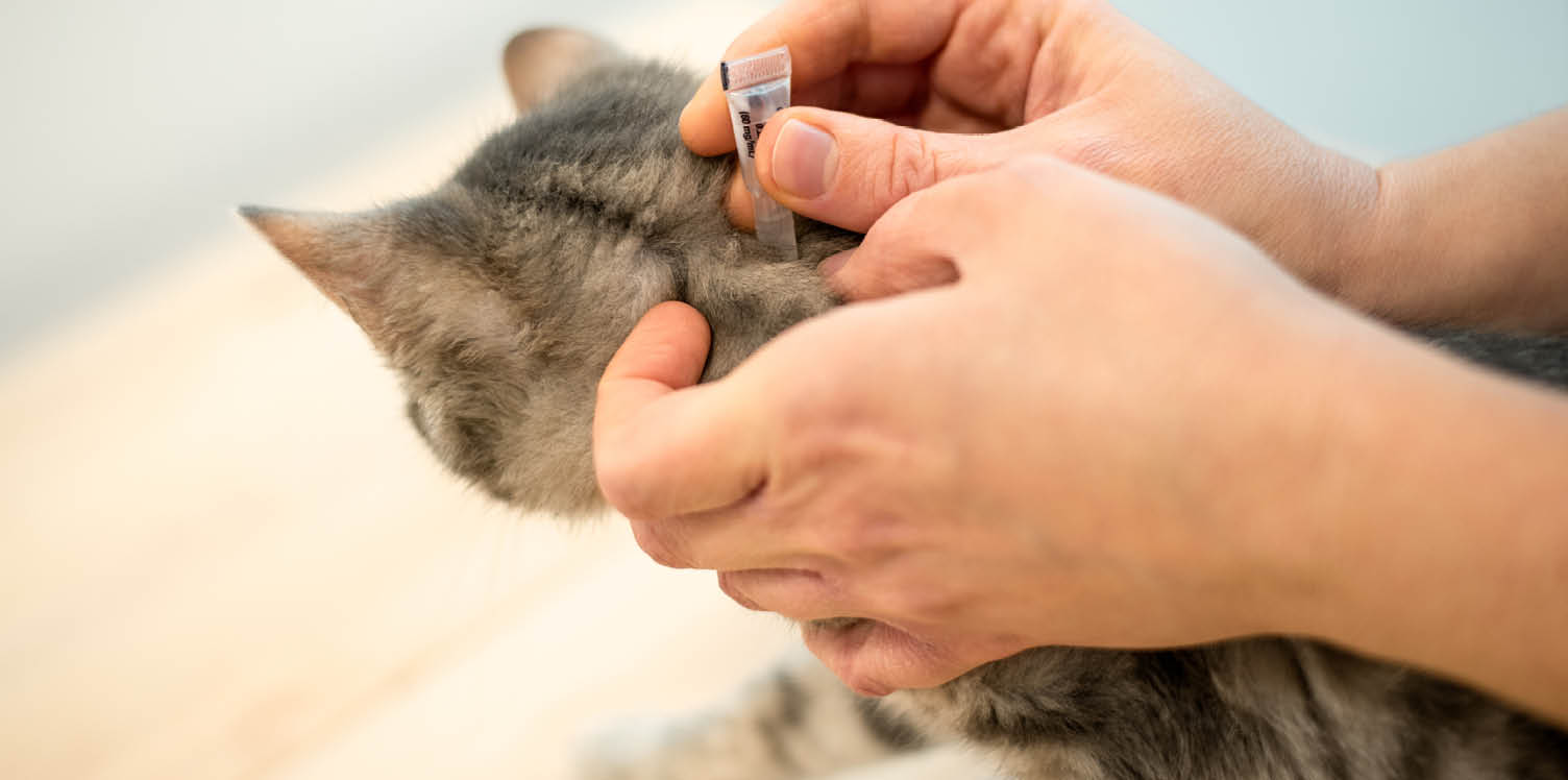 Female veterinarian doctor uses anti-flea drops to treat a grey cat