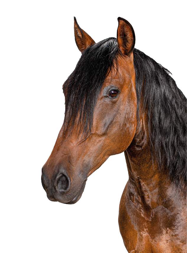 Studio portrait of a beautiful brown horse with black mane isolated on white