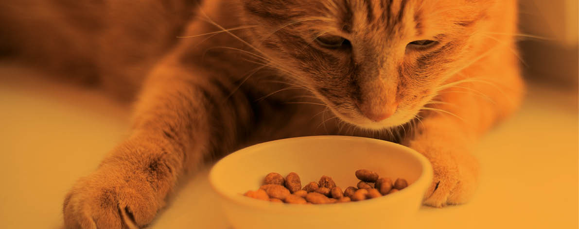Striped orange cat eats a dry feed, lay on windowsill. well-fed red cat lies and rests