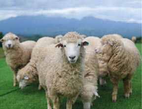 The sheep are staring directly at the camera, while behind them, the mountains rise magnificently.