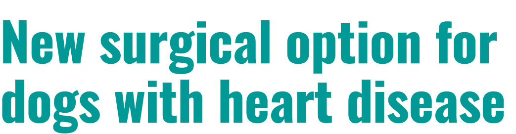 New surgical option for dogs with heart disease