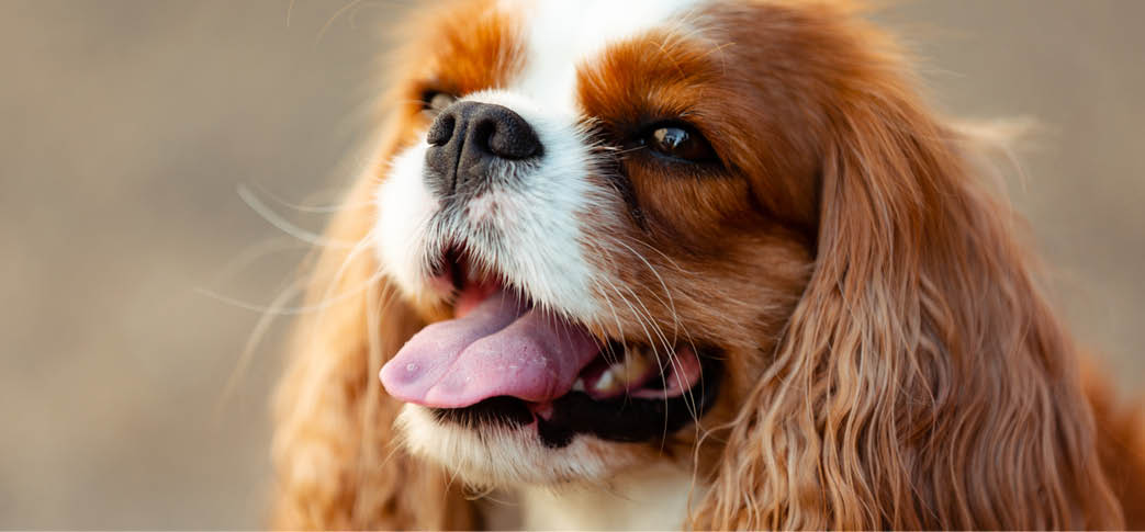 Portrait of a happy dog. Animal photography. King Charles Spaniel.