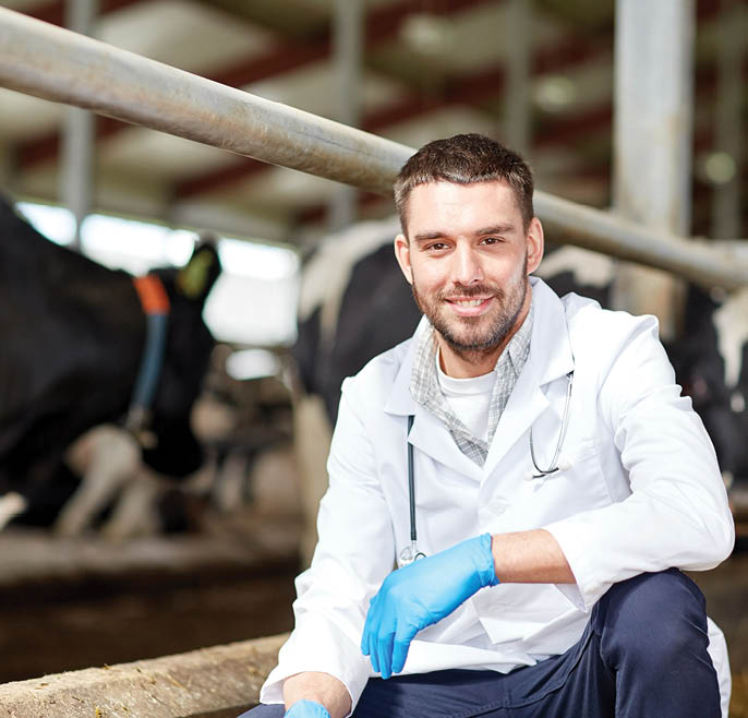 agriculture industry, farming, people and animal husbandry concept - veterinarian or doctor and cows in cowshed on dairy farm