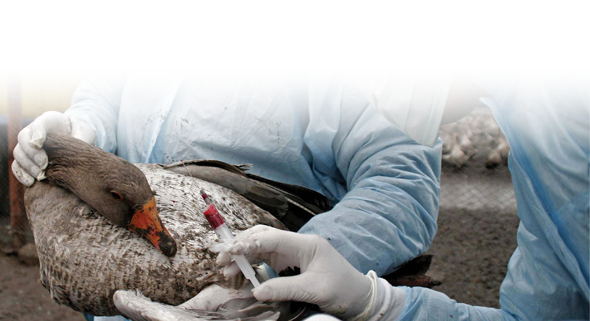veterinarians perform disinfection of duck farm and vaccinated poultry