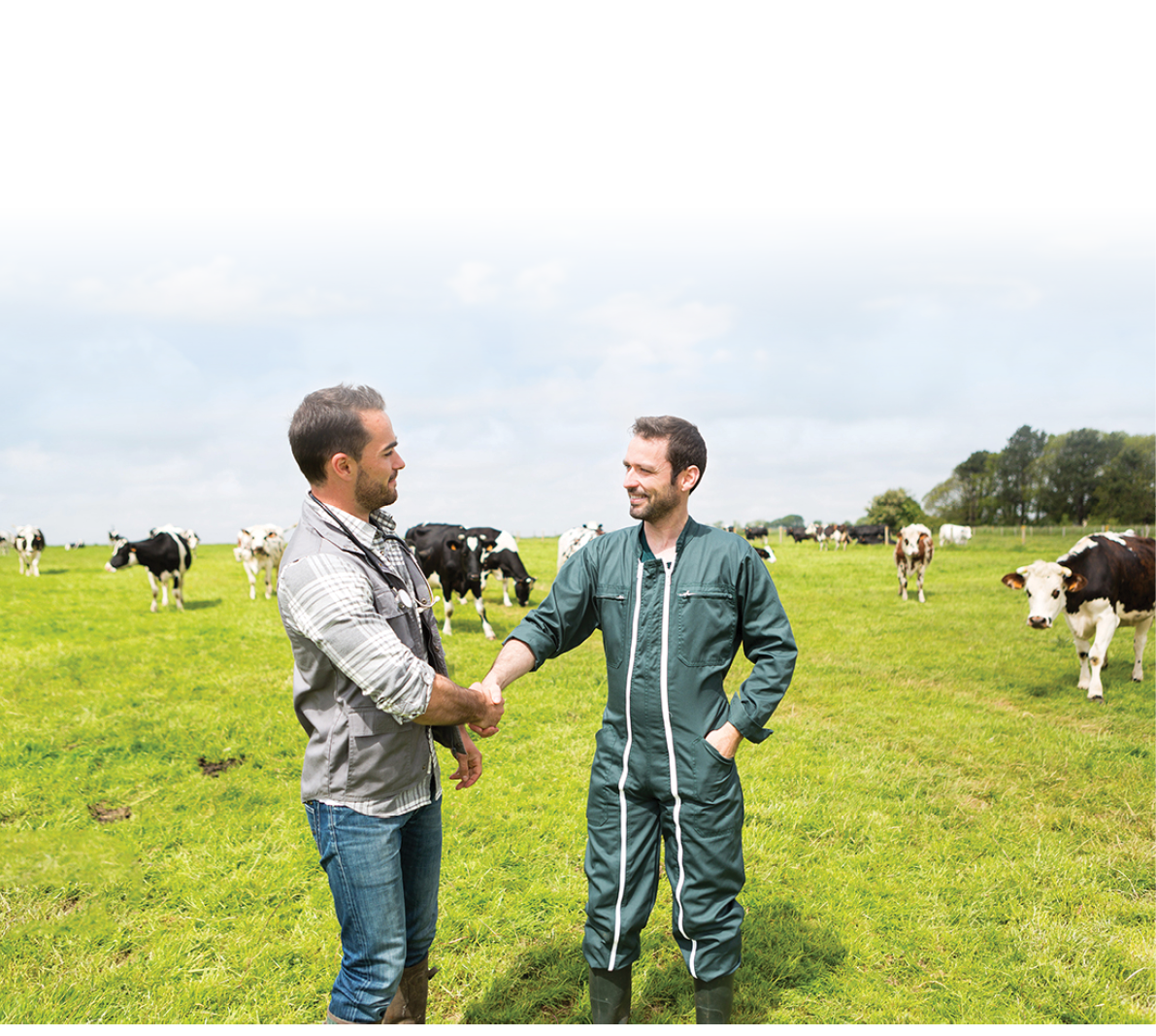 View of a Farmer and veterinary working together in a masture with cows
