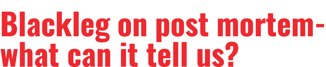 Blackleg on post mortem- what can it tell us 