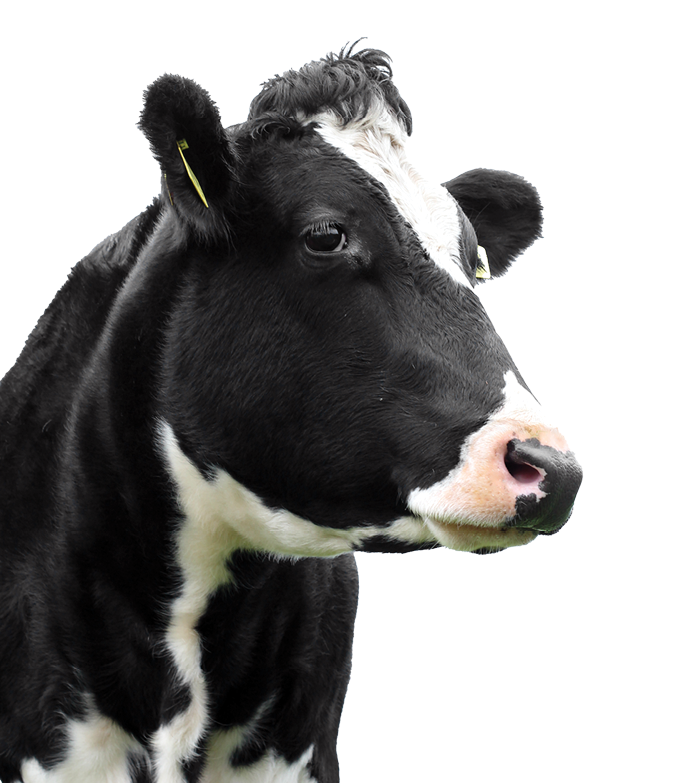 cow isolated on a white background