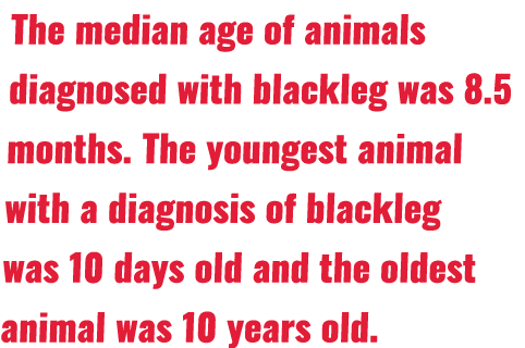 The median age of animals diagnosed with blackleg was 8 5 months  The youngest animal with a diagnosis of blackleg wa   