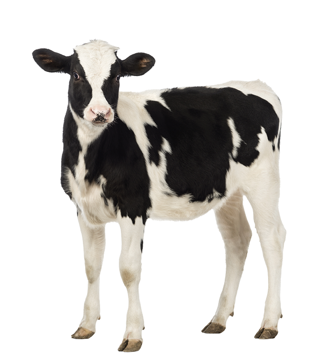 Calf, 8 months old, looking at the camera in front of white background