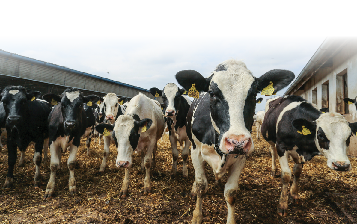 A herd of dairy cows  Livestock farm in the UK 