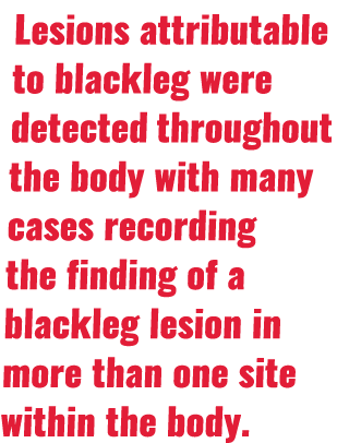 Lesions attributable to blackleg were detected throughout the body with many cases recording the finding of a blackle   