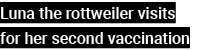 Luna the rottweiler visits for her second vaccination