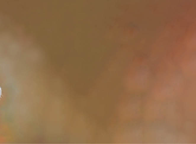 Side view of a rare colored lilac brindle female French Bulldog dog with light amber eyes wearing a self made colorful rope collar on blurry background