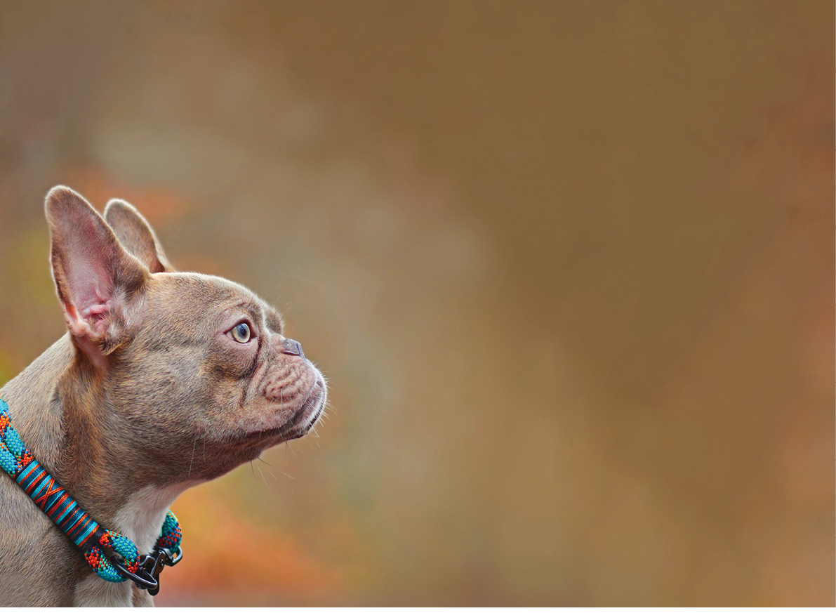Side view of a rare colored lilac brindle female French Bulldog dog with light amber eyes wearing a self made colorful rope collar on blurry background