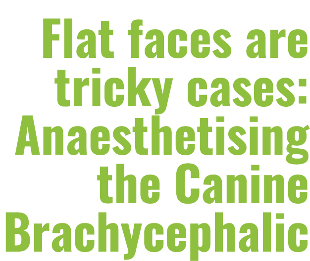 Flat faces are tricky cases: Anaesthetising the Canine Brachycephalic
