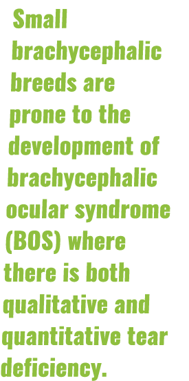 Small brachycephalic breeds are prone to the development of brachycephalic ocular syndrome (BOS) where there is both    