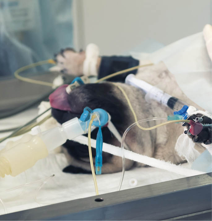 Veterinary doctors conducting surgery  A dog is under anesthesia  Close-up of anesthetized dog's head during surgery