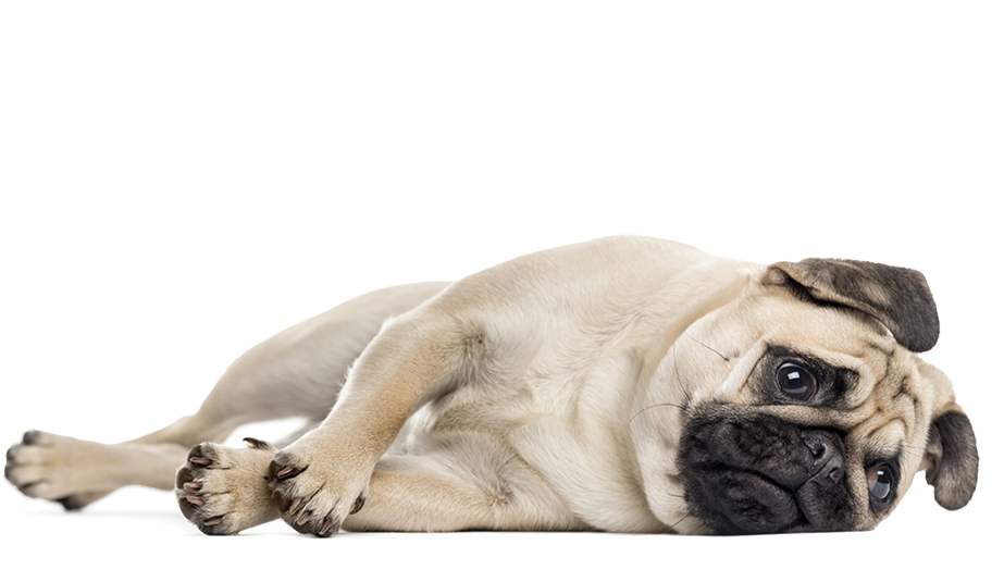 Bothered Pug lying down, isolated on white