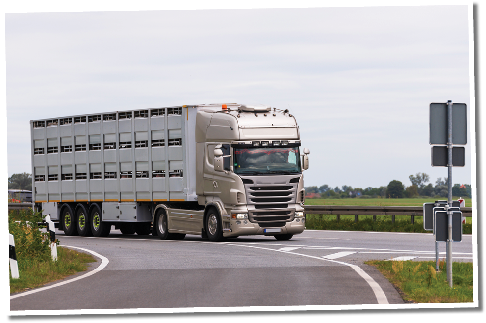 An animal transporter on the motorway